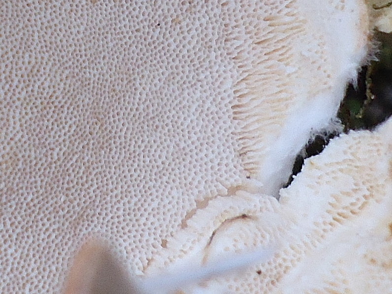 Trametes hirsuta (Trametes versicolor)
